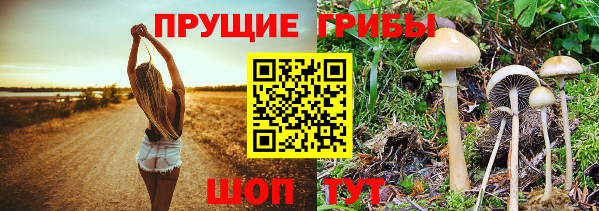 Галлюциногенные грибы Psilocybine cubensis  Вход с VPN  Реж 